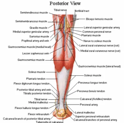 Figure 12 : Posterior view of ankle muscles. Adapted from [ 34 ]