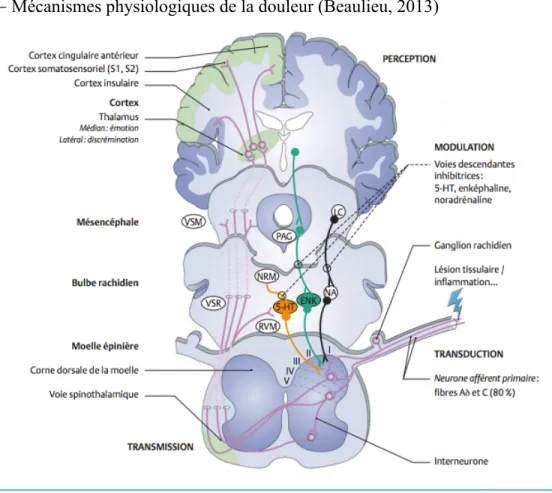 Figure 1. - Mécanismes physiologiques de la douleur (Beaulieu, 2013) 