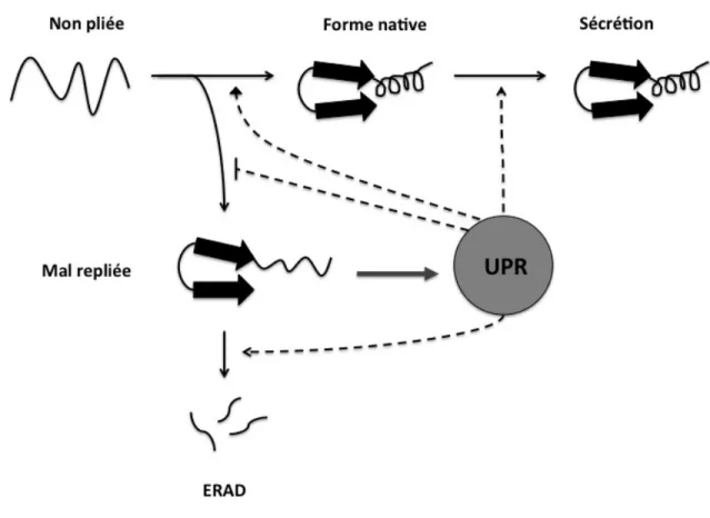 Figure 1.  L'activité  ERAD  dépend  des  fonctions  du  UPR.  Les  protéines  pénètrent dans le RE sous forme non pliée, après quoi elles se replient, forment  des  oligomères  et  passent  à  la  voie  sécrétoire  tardive  ou  deviennent  irréversiblemen
