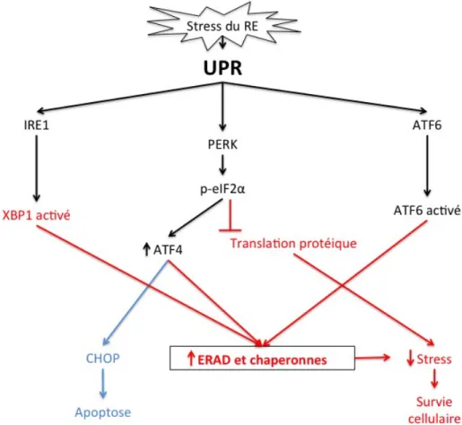 Figure 2.  Le  stress  du  RE  induit  le  UPR.  Dans  le  RE  des  mammifères,  le  stress  du  RE  est  détecté  par  trois  protéines  associées  à  la  membrane,  ATF6,  PERK et IRE1