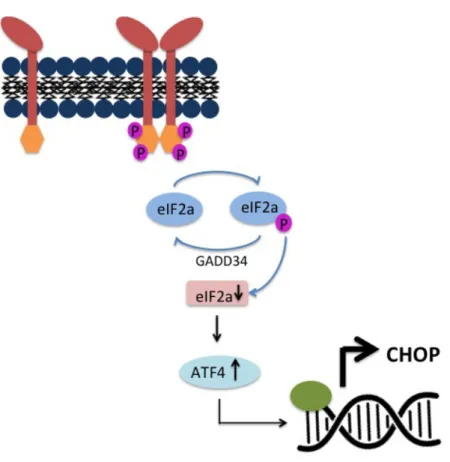 Figure 3.  Le domaine cytosolique activé de PERK du UPR.  GADD34 code pour une  sous-unité qui déphosphoryle eIF2  α permettant la transcription de CHOP en  aval