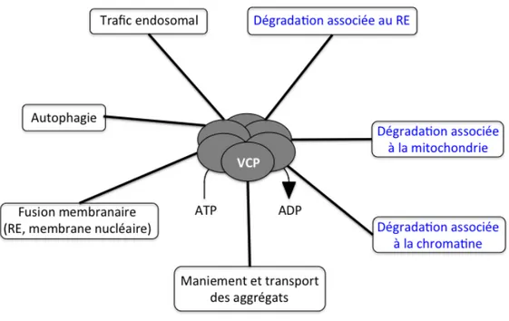 Figure 4.  Les  fonctions  cellulaires  de  VCP.  VCP  est  associée  à  une  grande  variété  de  processus cellulaires comprenant la dégradation protéique ubiquitine-dépendante  tels que la dégradation protéique associée au réticulum endoplasmique (ERAD)