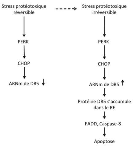 Figure 6.  Le  stress  protéotoxique  irréversible.  L’accumulation  de  substrats  ERAD dans le RE mène au stress du RE et à l'activation du UPR afin d’assurer la  survie cellulaire