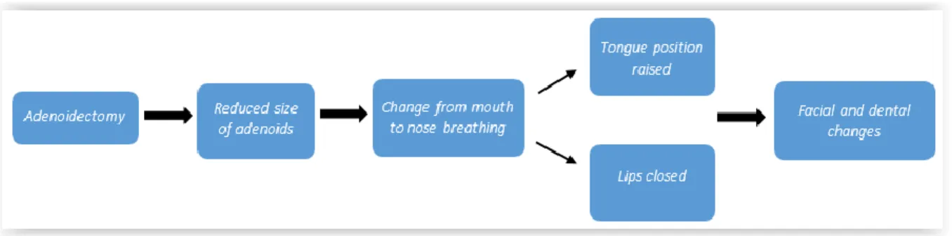 Figure  4  :  Schema  explaining  the  correction  of  facial  growth.  (Figure  adapted  from  Linder- Linder-Aronson et al., 1974) 44   