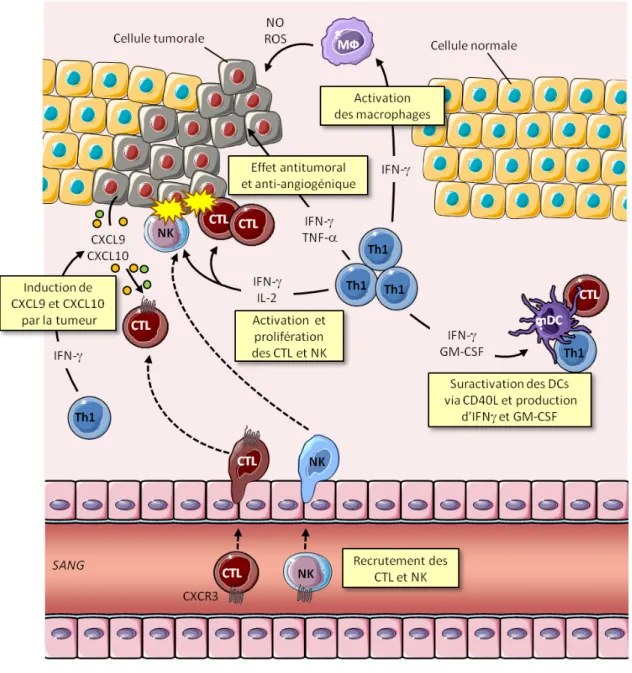 Figure 2 : Rôle helper des Th1 dans la réponse antitumorale. Les lymphocytes Th1 reconnaissent  les antigènes tumoraux présentés par les DC sur le site tumoral et sécrètent de l'IFN-γ et du  GM-CSF qui, en association avec une intéraction CD40/CD40L, favor