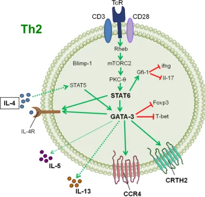 Figure 5  : Voies  de signalisation  impliquées dans la différenciation  des lymphocytes Th2