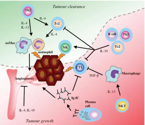 Figure 6 :  Balance entre l'effet pro et antitumoral des Th2 dans les cancers.  Ce modèle décrit comment  les  différents  composants  de  l'immunité  médiée  par  les  Th2  peuvent  inhiber  la  progression  tumorale  (zone verte) ou promouvoir le dévelop