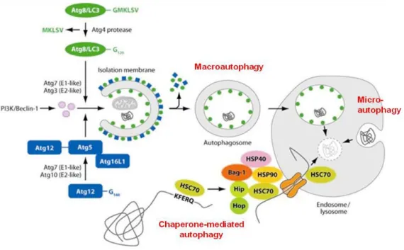 Figure 22  : Trois types d'autophagies  et les mécanismes impliqués.  Il existe 3 types d'autophagies