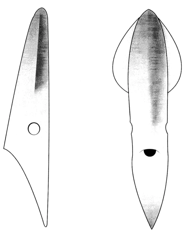 Figure 2:  La morphologie des spécimens de type  Thulé 4 (site de l'île Skraeling). 