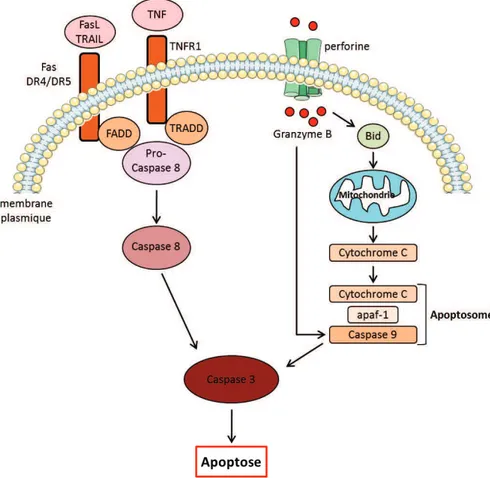 Figure  3 :  Induction  de  l’apoptose  par  les  récepteurs  de  mort  et  le  système  perforine/granzyme