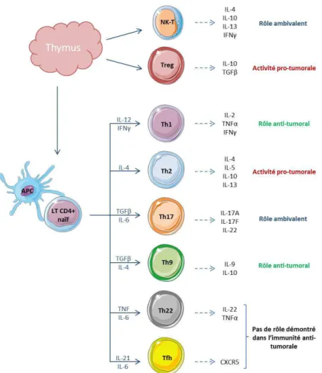 Figure 4 : Les différentes sous-populations de lymphocytes T CD4 et leurs rôles dans le cancer
