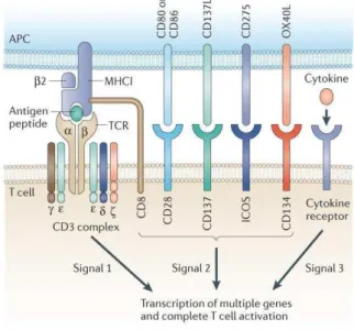 Figure 23 : Re � o �� aissa �� e de l’a � tig �� e et sig � au � ��� essai � es à l’a � tivatio �  des l �� pho �� tes T (Kershaw et al.,  2013)