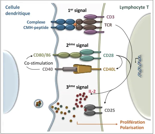 Figure 3 : Synapse immunologique Cellule dendritique Lymphocyte TCD3Complexe TCRCMH-peptideIL-2CD25Prolifération1ersignal2èmesignal3èmesignalCD80/86CD28CD40CD40LCo-stimulationPolarisation