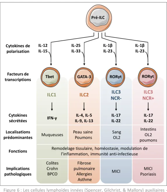 Figure 6 : Les cellules lymphoïdes innées (Spencer, Gilchrist, &amp; Mallory) auxiliaires -  OL2 : Organes lymphoïdes secondaires ; MICI : Maladies Inflammatoires  Chroniques de l’Intestin