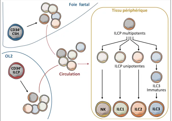 Figure 8 : ILC-poïèse – Adapté de Mjösberg, Immunity 2017 - OL2 : Organe Lymphoïde  secondaire  Circulation Foie  fœtalOL2CD34+CSHCD34+ILCP ILC2 ILC3ILC1NKTissu périphériqueILCP multipotentsILCP unipotentes ILC3  Immatures