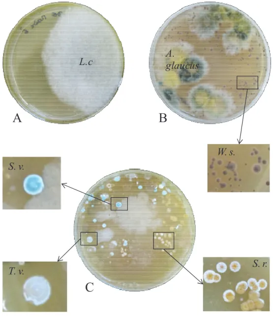 Figure  8 :  Principaux  micro-organismes  impliqués  dans  le  PDF  en  Franche-Comté