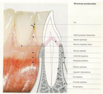 Figure 9.  Parodonte 