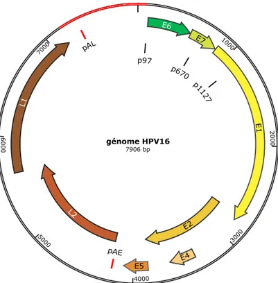 Figure 2 : Génome viral d'HPV16.  