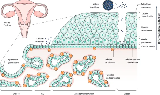 Figure 3 : Histologie du col de l'utérus et possibles zones d'infection des HPV.  