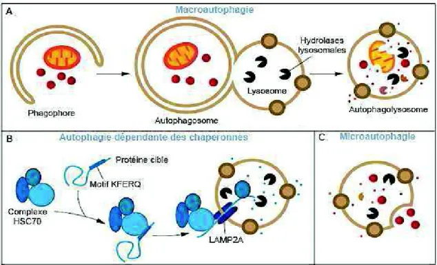 Figure 1 : Représentation des trois types d’autophagie.  (A) La macroautophagie est caractérisée par la séquestration du  contenu cytoplasmique dans des vésicules d’autophagie appelées autophagosomes