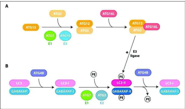 Figure 4 : Système de conjugaison : ATG12-ATG5-ATG16L et LC3-phospholipides. (A) ATG12 est activée par ATG7,  transférée  sur  ATG10  puis  conjuguée  à  ATG5
