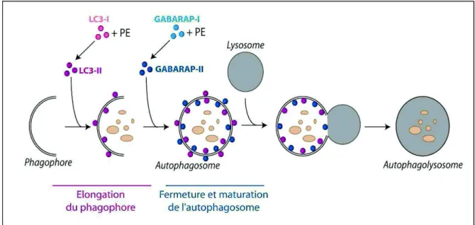 Figure 7 : Rôle des membres de la famille ATG8 dans l’autophagie. Lors de l’induction de l’autophagie, les protéines des  sous-familles LC3 et GABARAP sont clivées puis liées à un phospholipide pour donner la forme lipidée LC3-II et  GABARAP-II