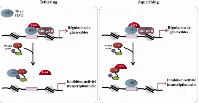 Figure  7  :  Mécanismes  d’action  non  génomique  de  PPARβ.    D’après  Feige  et  al.,  2006