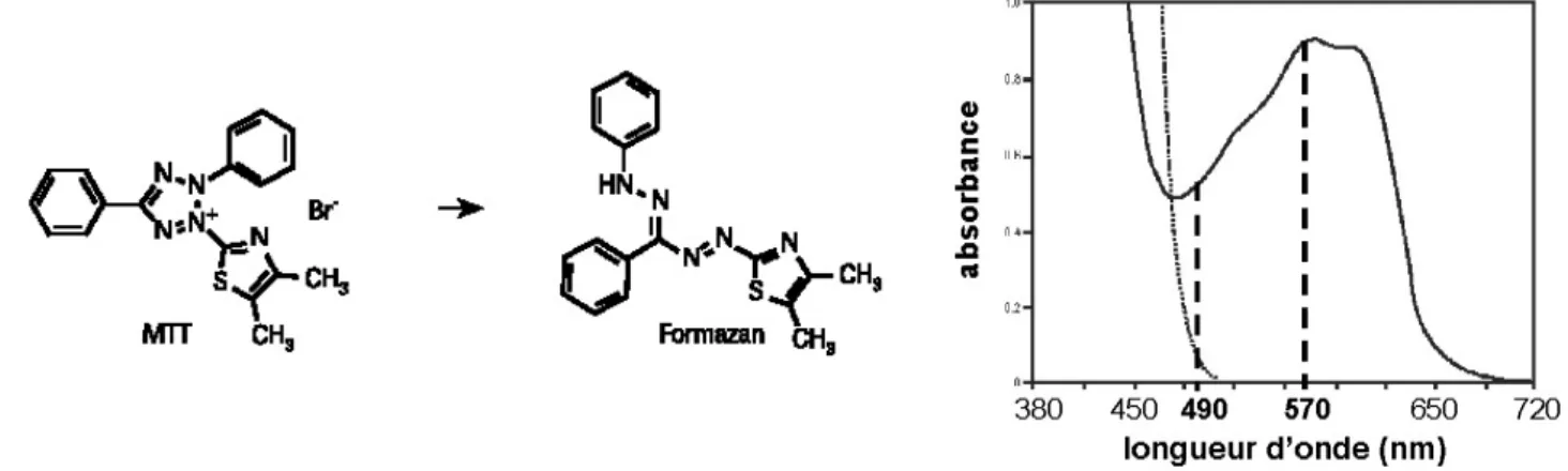 Figure 40 : Métabolisation du MTT en formazan par les cellules vivantes (à gauche) et  comparaison des spectres d’absorbance (à droite) du MTT (en pointillés) et du formazan (en 