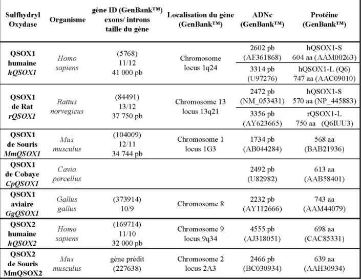 Tableau II : Informations générales concernant les gènes de la famille QSOX identifiés