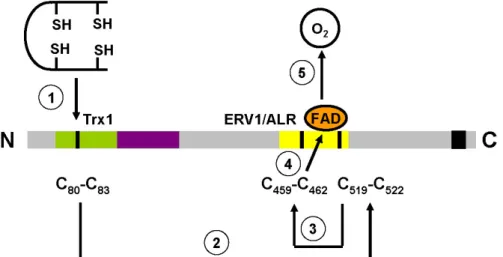 Figure 8 : Succession probable des événements de l’activité enzymatique de QSOX1 aviaire