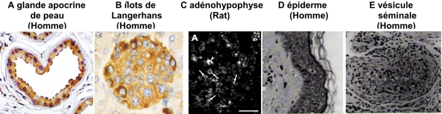 Figure 10 : Distribution de la protéine QSOX1 dans différents tissus sécréteurs. D’après  Thorpe et al, 2002 (A et B), Tury et al, 2004 (C) et Thorpe et Coppock, 2007 (D et E)