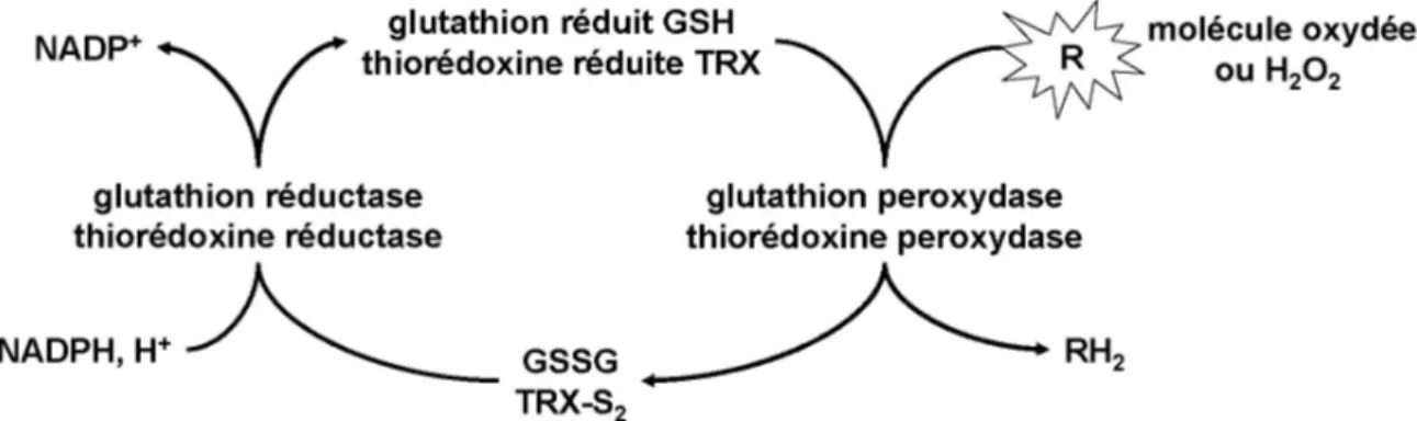 Figure 20 : Régulation de l'état rédox des systèmes glutathion et thiorédoxine. En présence d'un  oxydant R, le glutathion ou la thiorédoxine réduit(e) est oxydé(e) par une peroxydase pour former  du glutathion (GSSG) ou de la thiorédoxine (TRX-S 2 ) oxydé
