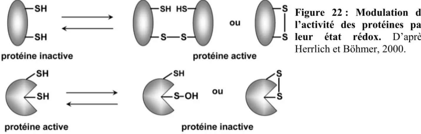 Figure 22 : Modulation de  l’activité des protéines par  leur état rédox. D’après  Herrlich et Böhmer, 2000