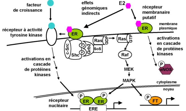 Figure 35 : Les actions génomiques indirectes et les actions non génomiques des estrogènes