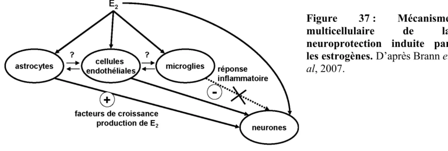 Figure 37  : Mécanisme  multicellulaire de la  neuroprotection induite par  les estrogènes