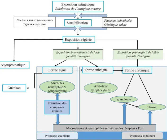 Figure 6 : Schéma de la dynamique et de l’évolution possible de la maladie du PEO. 