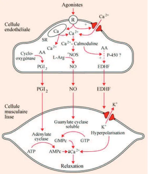 Figure  5  A.  Libération  des  facteurs  de  relaxation  d’origine  endothéliale.  L’activation     des récepteurs endothéliaux induit un influx de calcium (Ca 2+ ) dans le cytoplasme des  cellules endothéliales (Vanhoutte et Boulanger, 1995)