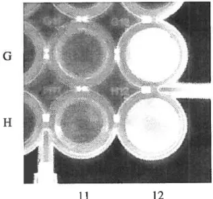 Figure 1.13 Visualisation de la fluorescence sous irradiation ultraviolette: Gil 1, Hl 1 2, G12 1+EtSH et H12 2+EtSH.