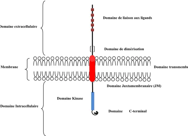 Figure 1 : Structure d’un récepteur kinase archétype.  
