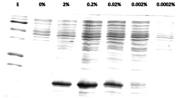 Figure 8 : Optimisation des concentrations d’induction des bacteries TOP10 transformées  avec la construction pBADgIII :SCR 13 