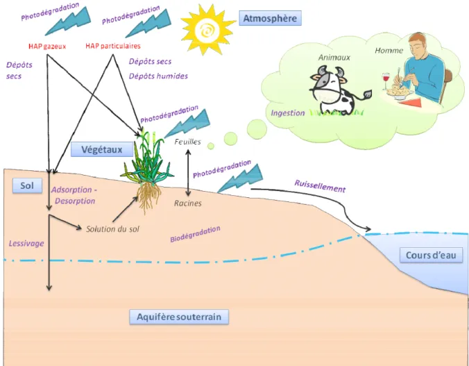 Figure 2-4 : Devenir des HAP dans les écosystèmes 