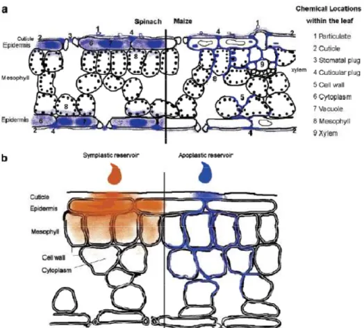 Figure 2-11 : Diagramme schématique montrant la localisation du PHE dans les feuilles d’épinard (gauche) et de  maïs (droite) après 12 jours d’exposition à une atmosphère contaminée par le PHE (Wild et al., 2006) 