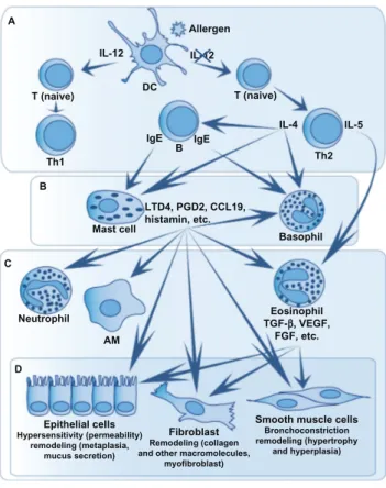 Figure 2 immune response in asthma.