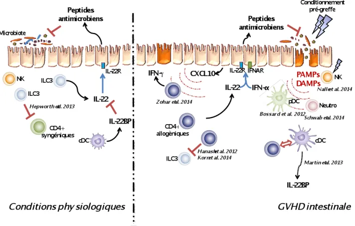 Figure  13:  Hypothèse  de  l’effet  pathogène  de  l’IL-22  dans  la  GVHD  intestinale