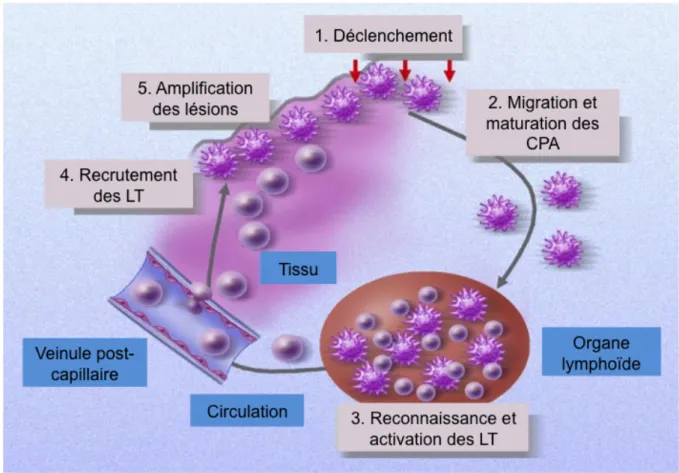 Figure 3 : Les cellules présentatrices d’antigène (CPA) peuvent influencer le développement de la GVHD  à différents niveaux