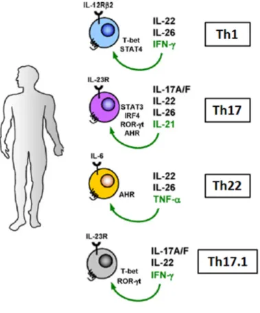 Figure  7 :  Revue  des  lymphocytes  T  producteurs  d’IL-22  chez  l’homme.  Chaque  population  cellulaire  est  présentée avec les facteurs de transcription spécifiques, les récepteurs de surface et la production cytokinique
