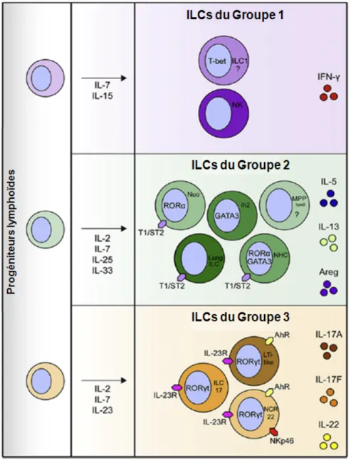 Figure  9 :  Revue  des  cellules  innées  lymphoïdes  décrites  dans  la  souris.  Chaque  population  cellulaire  est  présentée avec les facteurs de transcription spécifiques, les récepteurs de surface et la production cytokinique