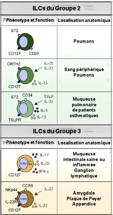 Figure 10 : Revue du phénotype des cellules innées lymphoïdes ainsi que leur localisation chez l’homme