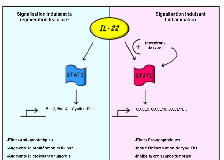 Figure 12: Hypothèse de la synergie IL-22/IFN de type I.  Dans les conditions physiologiques, les signaux de  transduction  suivant  la  fixation  de  l’IL-22  sur  son  récepteur  sont  majoritairement  dominés  par  la  phosphorylation  de  STAT3  dans  