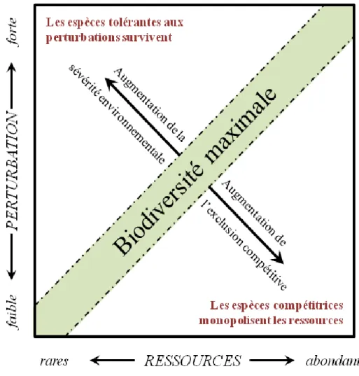 Figure  A-10 :  Relation  théorique  entre  disponibilité  des  ressources,  intensité  des  perturbations  et  biodiversité  (modifié d’après Huston 1979, 1994)